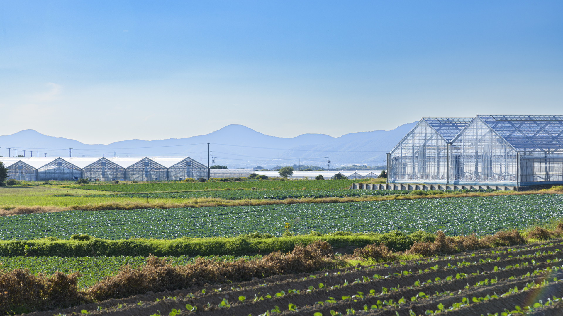 Agriculture