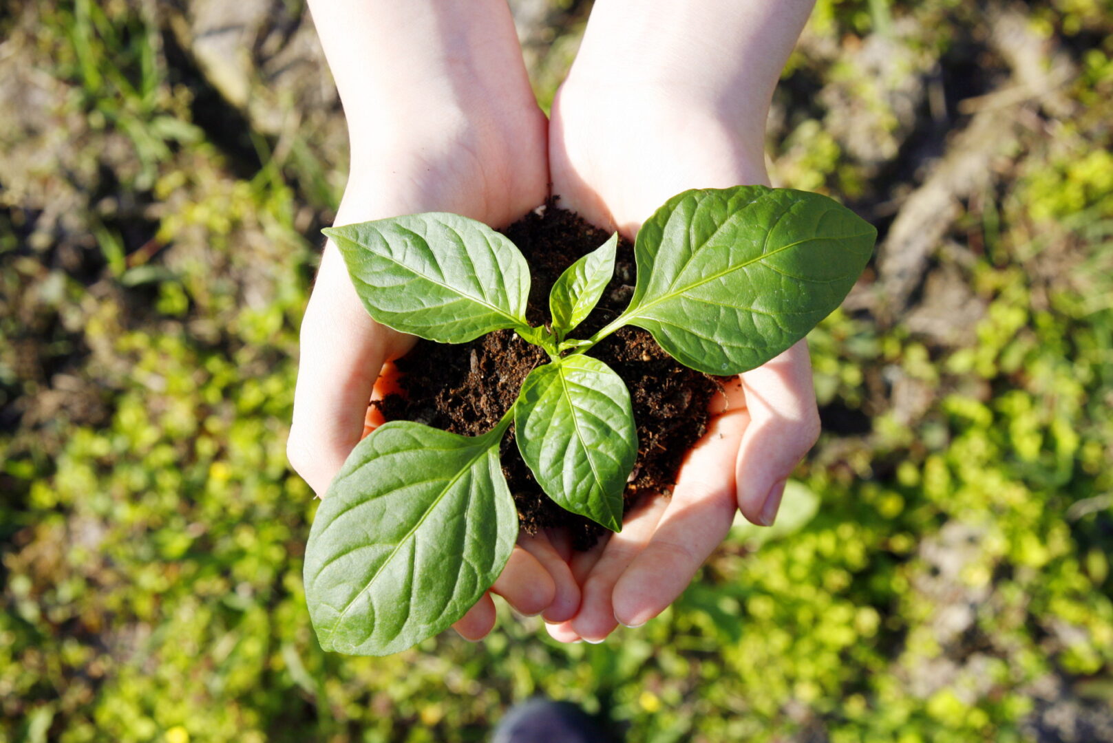 Sustainability